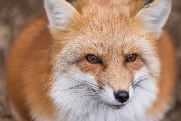 Red fox close up