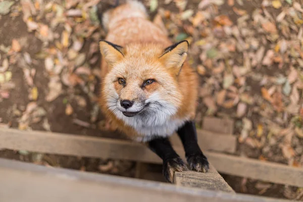 Linda raposa vermelha — Fotografia de Stock