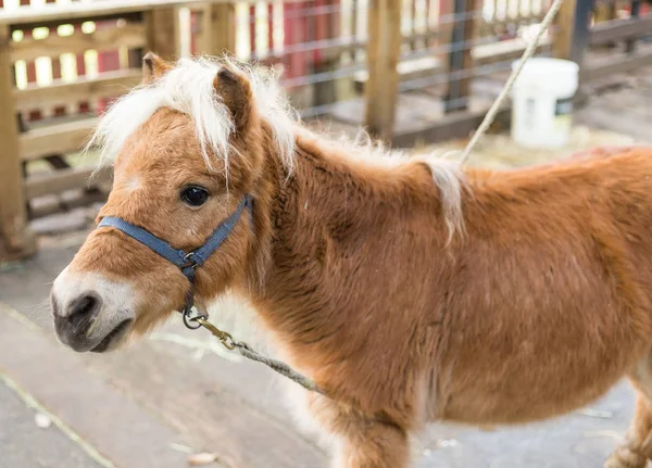 Cute little horse on farm — Stock Photo, Image