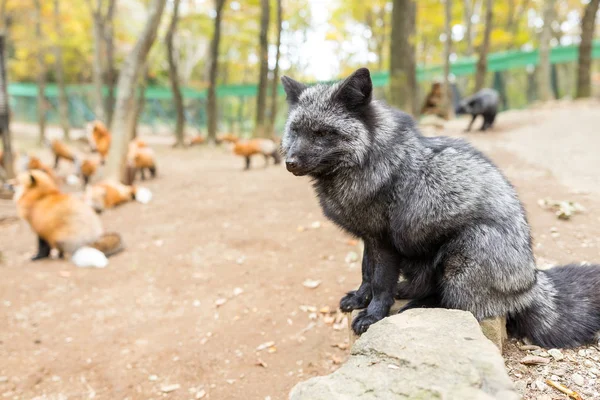 Black foxes waiting for food