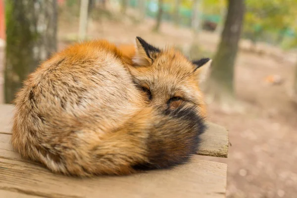 Aludt vörös róka, a szabadtéri — Stock Fotó