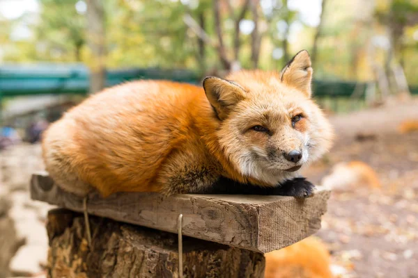 Sleepy red fox at outdoor — Stock Photo, Image