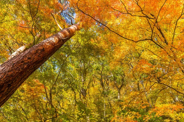 Δέντρα σφενδάμνου Φθινόπωρο σεζόν — Φωτογραφία Αρχείου