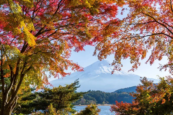 Feuilles d'érable Fuji et rouge — Photo