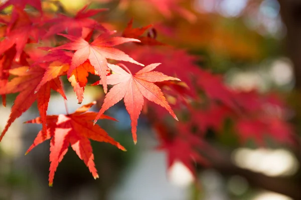 Červené japonské javorové listy — Stock fotografie