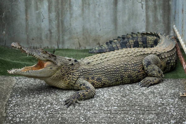 47 026 Crocodile Stock Photos Images Download Crocodile Pictures On Depositphotos 47 026 Crocodile Stock Photos Images Download Crocodile Pictures On Depositphotos