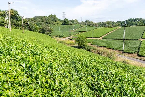 Piękny świeże Zielona herbata plantation — Zdjęcie stockowe