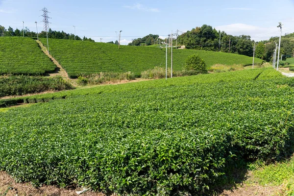 Grüner Teegarten — Stockfoto