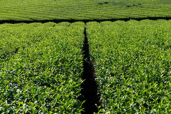 Plantação de chá verde — Fotografia de Stock