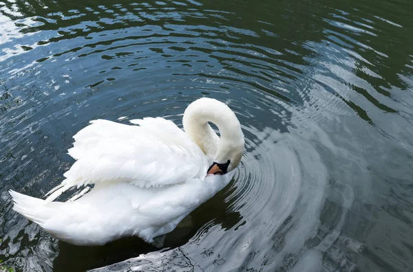 Белый лебедь в озере — стоковое фото