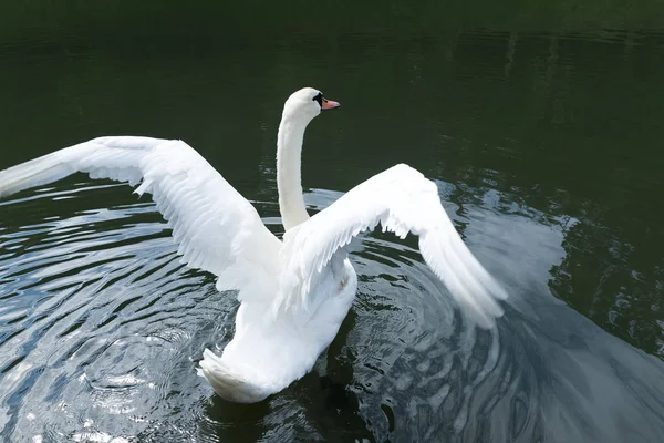 Witte zwaan in het meer — Stockfoto