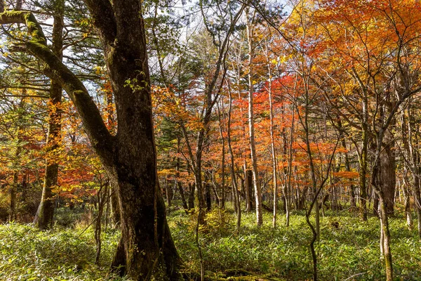 가 시즌에 다채로운 숲 — 스톡 사진