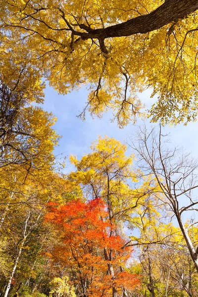 Forêt colorée en saison d'automne — Photo