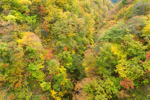 Narugo canyon in de herfst — Stockfoto