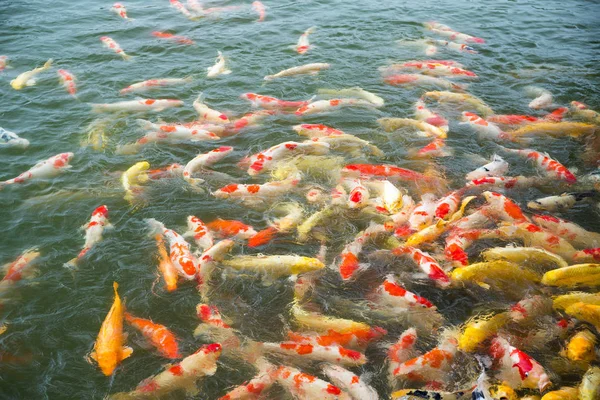 Koi-Fische schwimmen im Teich — Stockfoto