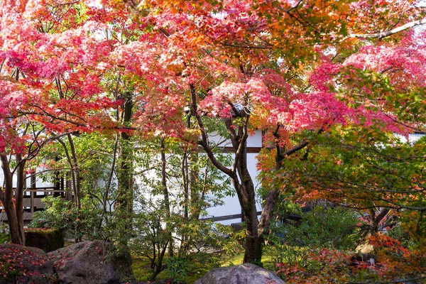 秋の紅葉シーズンの Kokoen ガーデン — ストック写真