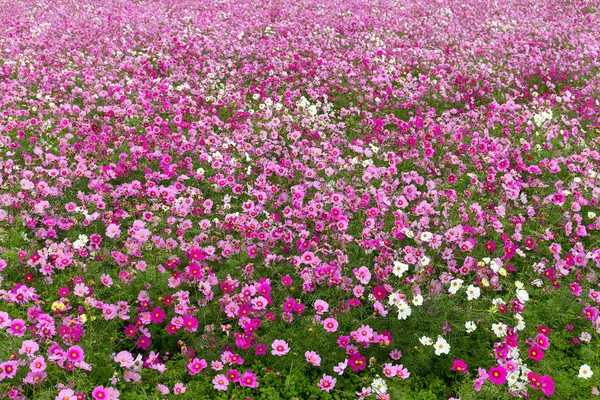 Flores del cosmos rosa en el jardín —  Fotos de Stock