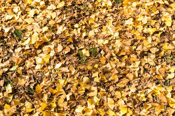 Žluté listy ginkgo — Stock fotografie