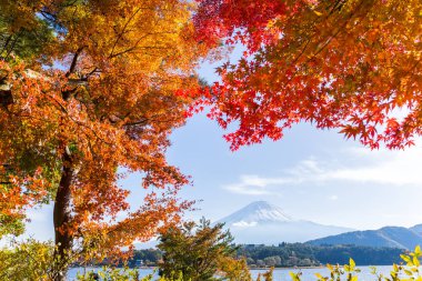 Mt. Fuji ile akçaağaç sonbahar yaprakları