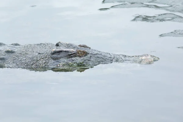 Krokodil schwimmt im Wasser — Stockfoto