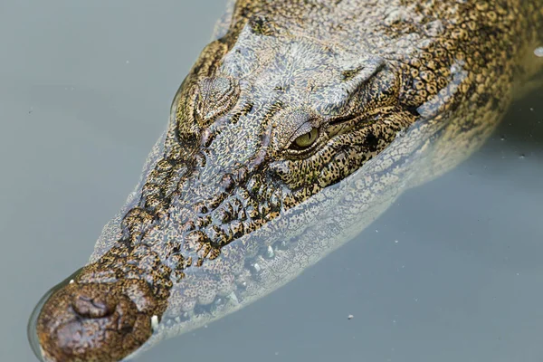 Krokodýl, plavání ve vodě흰색에 레몬과 신선한 오렌지 주스 — ストック写真