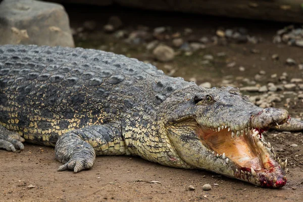 Crocodile getting injuried — Stock Photo, Image