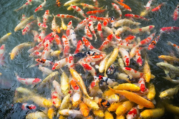 연못에서 헤엄치는 물고기 — 스톡 사진