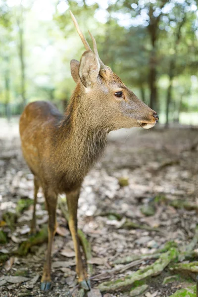 Cute little Deer at park