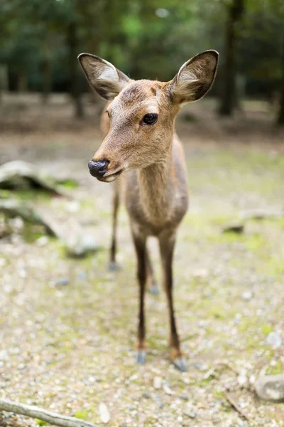 Schattige kleine herten in het park — Stockfoto