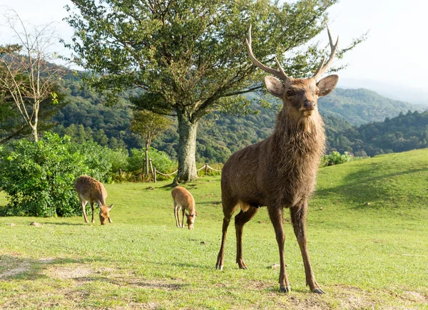 Group of wild deers at outdoor — Stock Photo, Image