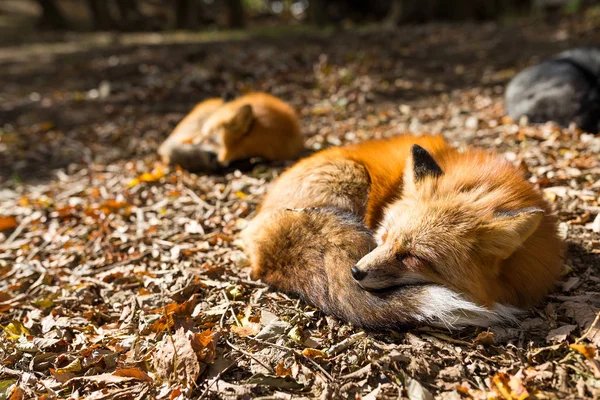 Zorros rojos durmiendo al aire libre — Foto de Stock