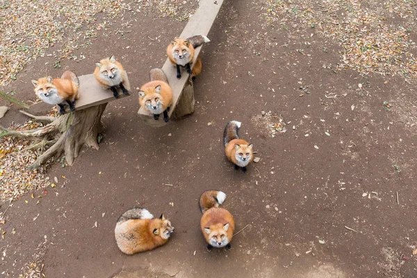 Grupo de zorros en busca de alimentación —  Fotos de Stock