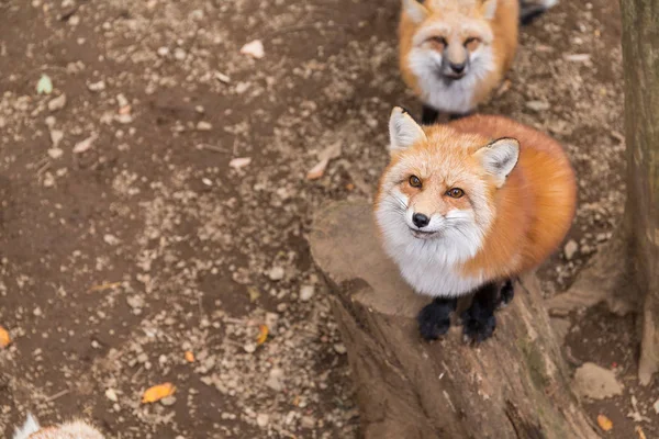 Симпатичные красные лисы в поисках пищи — стоковое фото