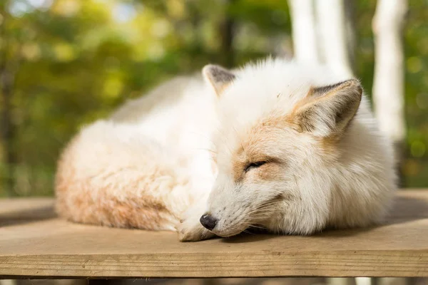 Белая лиса спит на открытом воздухе — стоковое фото
