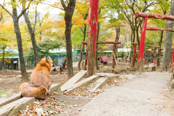 red fox and japanese torii