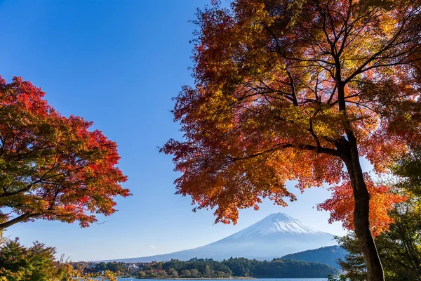 Árbol de arce y monte. Fuji. —  Fotos de Stock