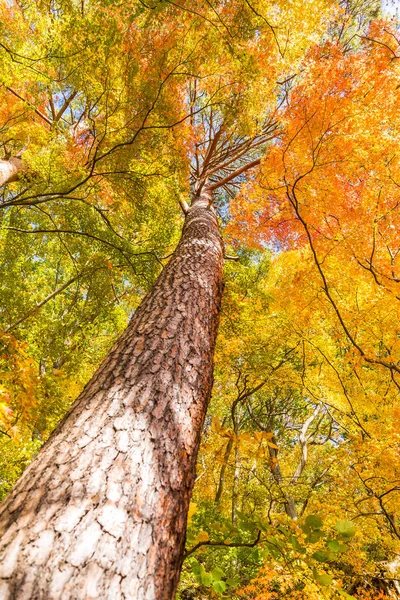 Érable en saison d'automne — Photo