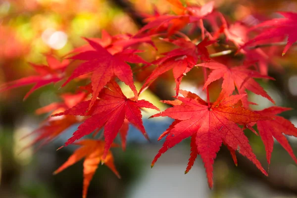 Red maple leaves on tree — Stock Photo, Image