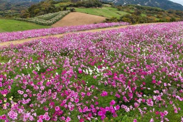 Campo di fiori del Cosmo Rosa — Foto Stock