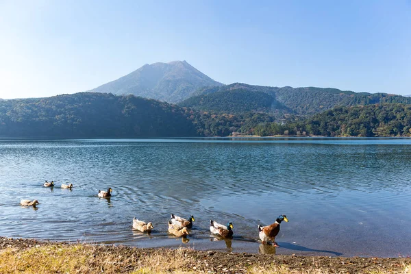 雾岛山和湖里的鸭子 — 图库照片