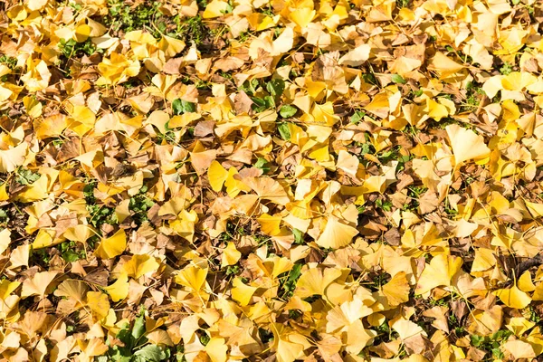 Listy Ginkgo na podzim — Stock fotografie