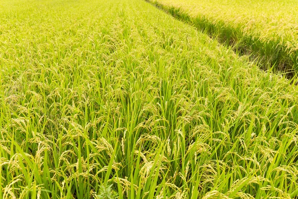 Свежее рисовое поле — стоковое фото