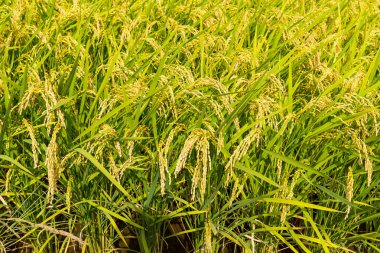 Yeşil çeltik pirinç alan 