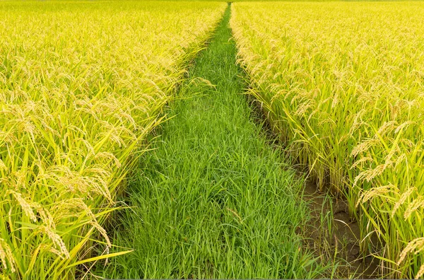 Πράσινο αναποφλοίωτο ρύζι πεδίο — Φωτογραφία Αρχείου