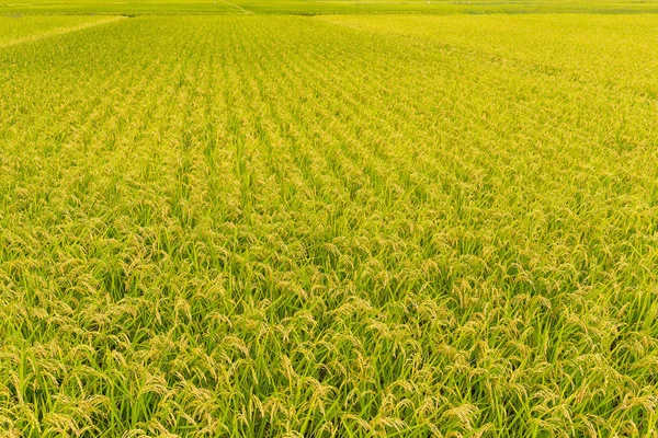 Πράσινο αναποφλοίωτο ρύζι πεδίο — Φωτογραφία Αρχείου