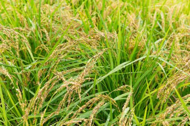 Paddy pirinç tarlası