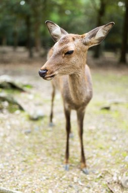 Vahşi geyik Nara Parkı