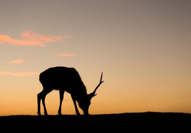 Silhuette çim yeme geyik
