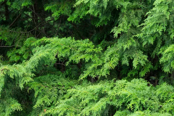 Gröna träd i en skog — Stockfoto