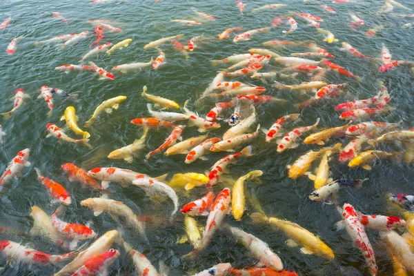 Carpa de peces nadando en el estanque — Foto de Stock
